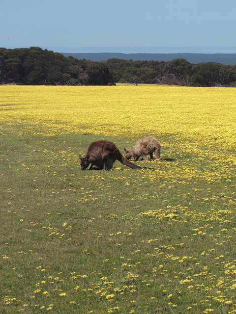 Kangaroo Island In A Day Tour From Adelaide - Accommodation Coffs Harbour 14
