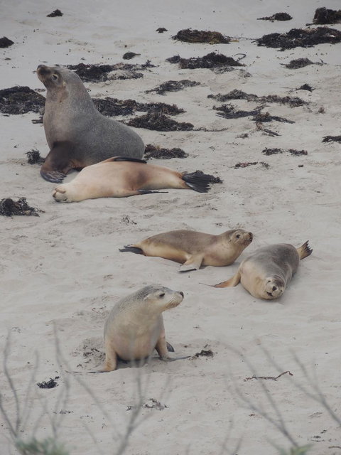 Kangaroo Island In A Day Tour From Adelaide - Accommodation Coffs Harbour 15