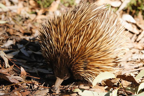 Kangaroo Island In A Day Tour From Adelaide - Accommodation Coffs Harbour 29