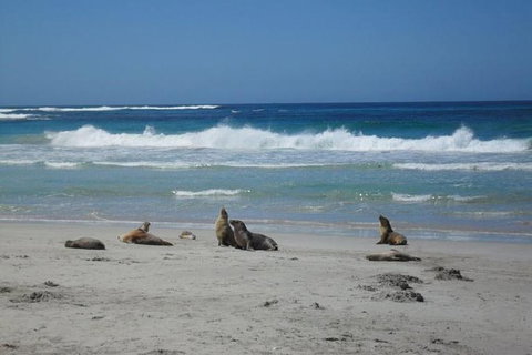 Kangaroo Island In A Day Tour From Adelaide - Accommodation Coffs Harbour 26