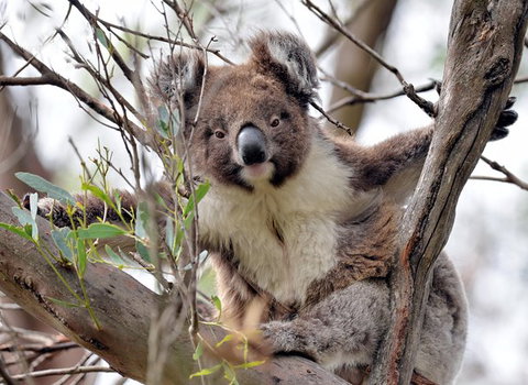 Kangaroo Island In A Day Tour From Adelaide - Accommodation Coffs Harbour 27