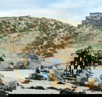 Small-Group Kangaroo Island 4WD Tour from Adelaide - Accommodation Coffs Harbour