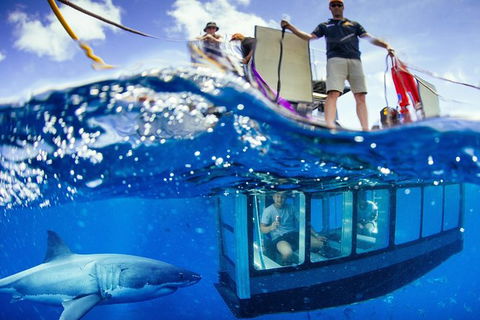 White Shark Tour With Optional Cage Dive From Port Lincoln - Accommodation Coffs Harbour 0