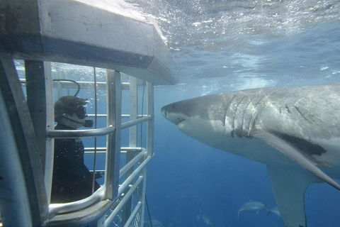 White Shark Tour With Optional Cage Dive From Port Lincoln - Accommodation Coffs Harbour 2