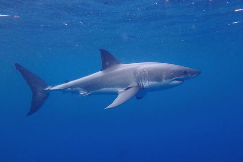 White Shark Tour With Optional Cage Dive From Port Lincoln - Accommodation Coffs Harbour 5