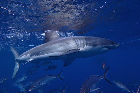 White Shark Tour With Optional Cage Dive From Port Lincoln - Accommodation Coffs Harbour 6