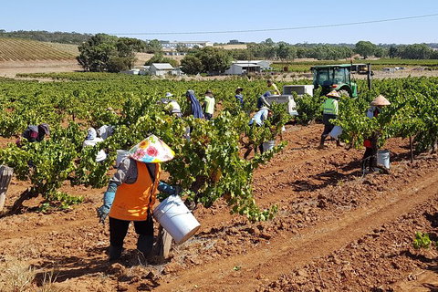 Clare Valley Intimate Winery Tour By Private Limo From Adelaide - Accommodation Coffs Harbour 2