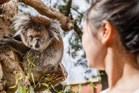 Adelaide Zoo Behind The Scenes Experience: Koala Encounter - Accommodation Coffs Harbour 0