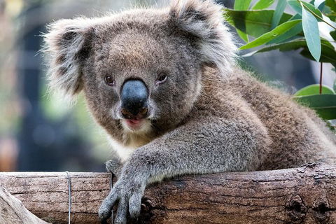 Adelaide Zoo Behind The Scenes Experience: Koala Encounter - Accommodation Coffs Harbour 1