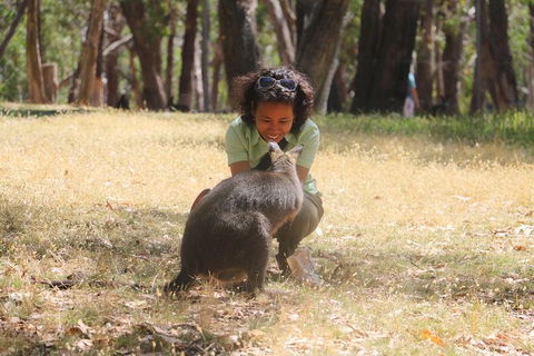 Shore Excursion: Adelaide City Sights, Cleland Wildlife, Mount Lofty, Penfolds - Accommodation Coffs Harbour 1