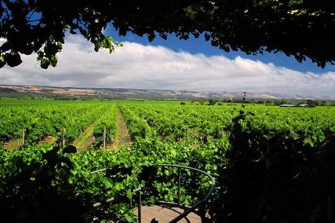 McLaren Vale Winery Small Group Tour With Wine Tasting And Lunch - Accommodation Coffs Harbour 1