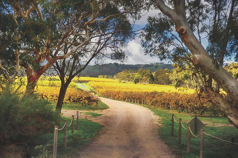 McLaren Vale Winery Small Group Tour With Wine Tasting And Lunch - Accommodation Coffs Harbour 3