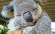 Shore Excursion: Private Tour Of Adelaide City, Adelaide Hills And Adelaide\'s Best Beaches - thumb 4