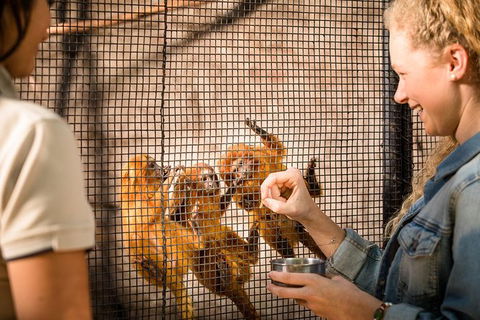 Adelaide Zoo Behind The Scenes Experience: Meet The Primates - Accommodation Coffs Harbour 0