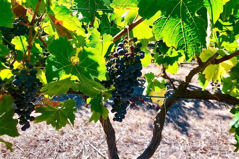 Bike Tour Strathalbyn & Langhorne Creek - Accommodation Coffs Harbour 5