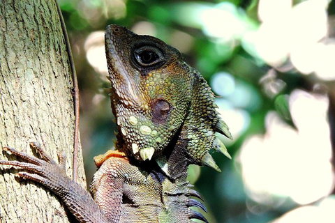 Daintree Rainforest, Cape Tribulation, Mossman Gorge In A Day - Accommodation Coffs Harbour 8