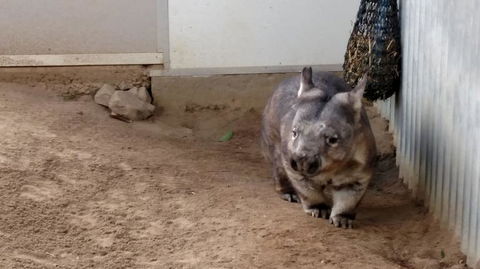 Lone Pine Koala Sanctuary Day Pass - Accommodation Coffs Harbour 7
