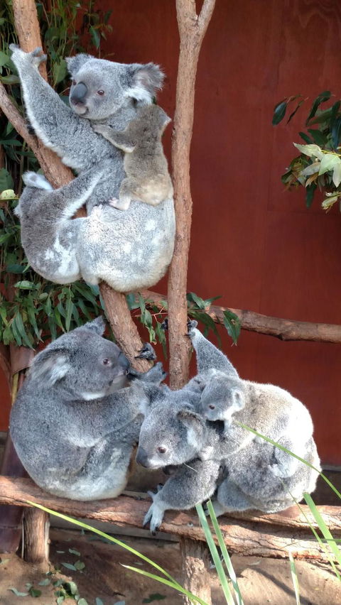 Lone Pine Koala Sanctuary Day Pass - Accommodation Coffs Harbour 2