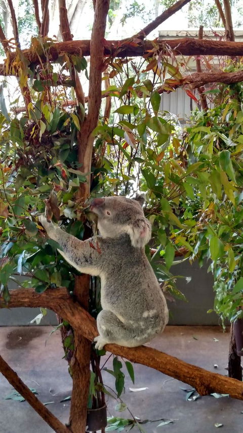 Lone Pine Koala Sanctuary Day Pass - Accommodation Coffs Harbour 5