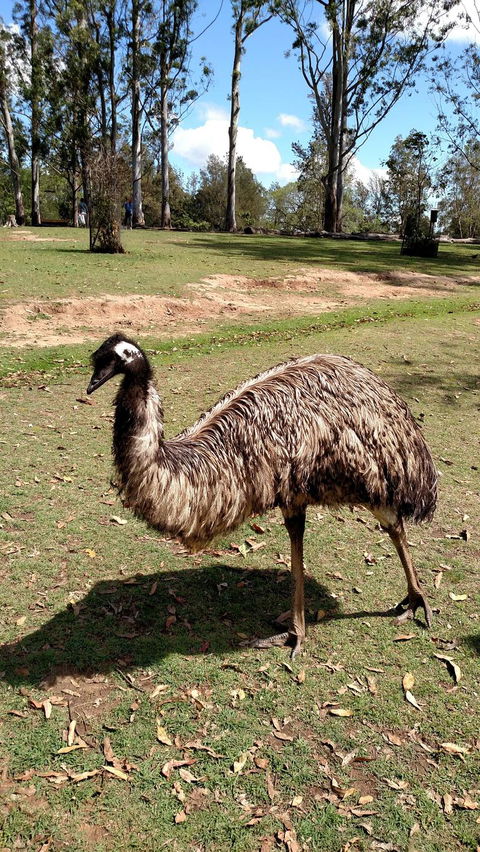 Lone Pine Koala Sanctuary Day Pass - Accommodation Coffs Harbour 8