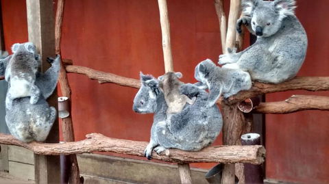 Lone Pine Koala Sanctuary Day Pass - Accommodation Coffs Harbour 4