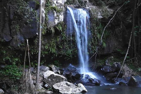 You Choose The Tour: Brisbane Private Chauffeur Driven Personal Tour - Accommodation Coffs Harbour 0
