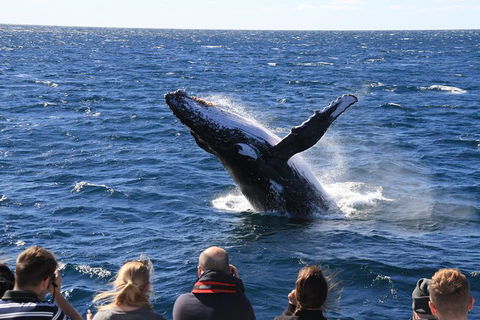 Whale Watching Cruise From Redcliffe, Brisbane Or The Sunshine Coast - Accommodation Coffs Harbour 11