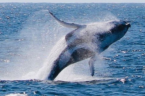 Whale Watching Cruise From Redcliffe, Brisbane Or The Sunshine Coast - Accommodation Coffs Harbour 9