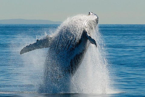 Whale Watching Cruise From Redcliffe, Brisbane Or The Sunshine Coast - Accommodation Coffs Harbour 10