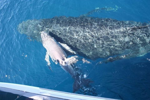 Whale Watching Cruise From Redcliffe, Brisbane Or The Sunshine Coast - Accommodation Coffs Harbour 7