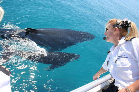 Whale Watching Cruise From Redcliffe, Brisbane Or The Sunshine Coast - Accommodation Coffs Harbour 1