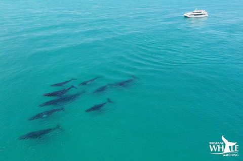Whale Watching Cruise From Redcliffe, Brisbane Or The Sunshine Coast - Accommodation Coffs Harbour 6