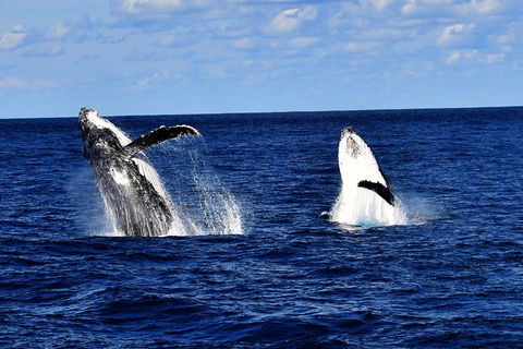 Whale Watching Cruise From Redcliffe, Brisbane Or The Sunshine Coast - Accommodation Coffs Harbour 5