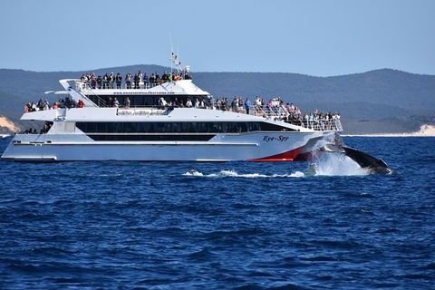 Whale Watching Cruise From Redcliffe, Brisbane Or The Sunshine Coast - Accommodation Coffs Harbour 2