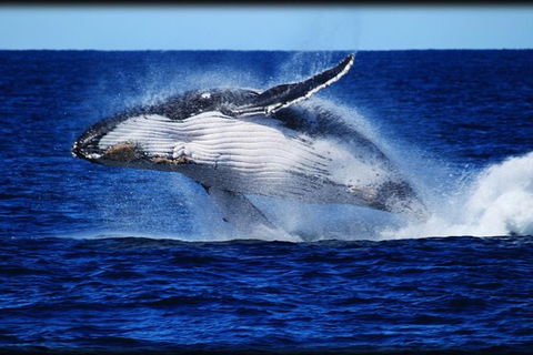 Whale Watching Cruise From Redcliffe, Brisbane Or The Sunshine Coast - Accommodation Coffs Harbour 8