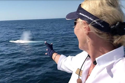 Whale Watching Cruise From Redcliffe, Brisbane Or The Sunshine Coast - Accommodation Coffs Harbour 4