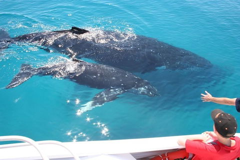 Whale Watching Cruise From Redcliffe, Brisbane Or The Sunshine Coast - Accommodation Coffs Harbour 3