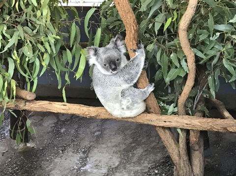 Lone Pine Koala Sanctuary Admission With Brisbane River Cruise - Accommodation Coffs Harbour 21