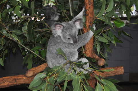 Lone Pine Koala Sanctuary Admission With Brisbane River Cruise - Accommodation Coffs Harbour 6