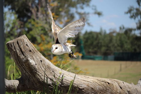Lone Pine Koala Sanctuary Admission With Brisbane River Cruise - Accommodation Coffs Harbour 25