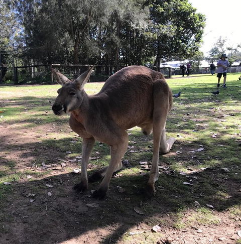 Lone Pine Koala Sanctuary Admission With Brisbane River Cruise - Accommodation Coffs Harbour 15