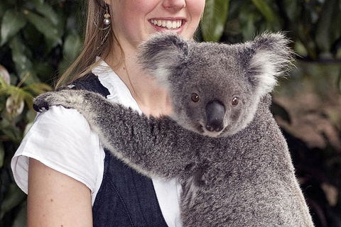 Lone Pine Koala Sanctuary Admission With Brisbane River Cruise - Accommodation Coffs Harbour 1