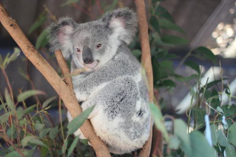 Lone Pine Koala Sanctuary Admission With Brisbane River Cruise - Accommodation Coffs Harbour 9