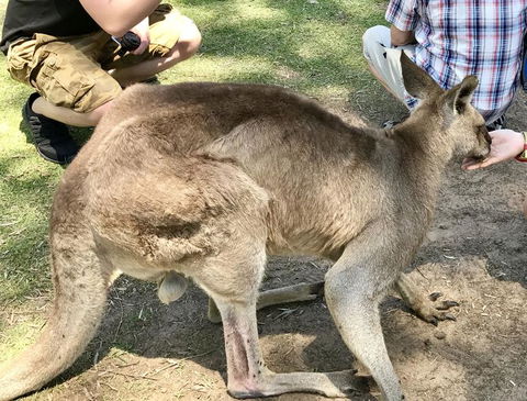 Lone Pine Koala Sanctuary Admission With Brisbane River Cruise - Accommodation Coffs Harbour 19