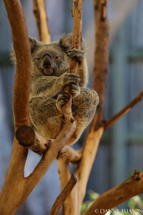 Lone Pine Koala Sanctuary Admission With Brisbane River Cruise - Accommodation Coffs Harbour 24