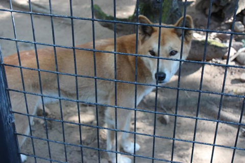 Lone Pine Koala Sanctuary Admission With Brisbane River Cruise - Accommodation Coffs Harbour 10