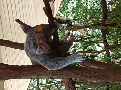 Lone Pine Koala Sanctuary Admission With Brisbane River Cruise - Accommodation Coffs Harbour 2