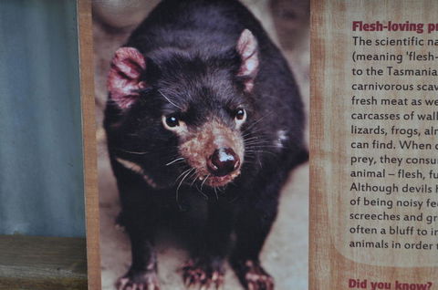 Lone Pine Koala Sanctuary Admission With Brisbane River Cruise - Accommodation Coffs Harbour 4
