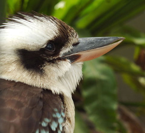 Lone Pine Koala Sanctuary Admission With Brisbane River Cruise - Accommodation Coffs Harbour 23