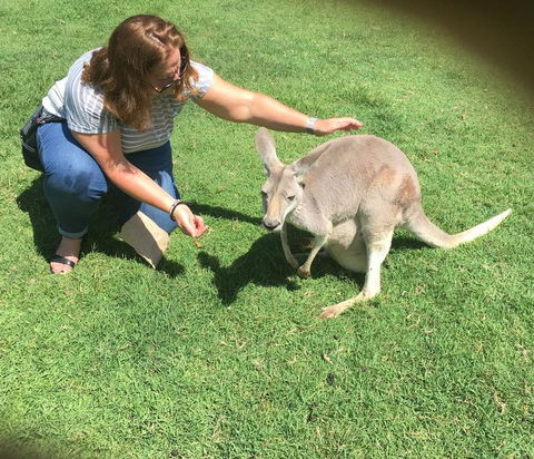Lone Pine Koala Sanctuary Admission With Brisbane River Cruise - Accommodation Coffs Harbour 13